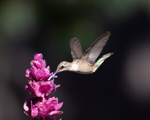 hummingbird in flight