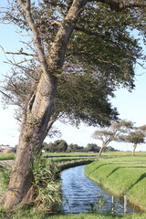 Landschaft in den Niederlanden