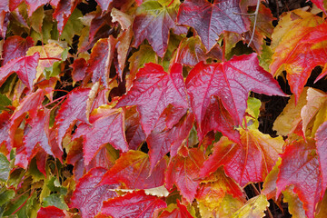 Nature, landscape and leaf on tree in autumn forest for environment, ecosystem and ecology. Natural background, season change and plant in woods for terrain, foliage and red leaves in countryside