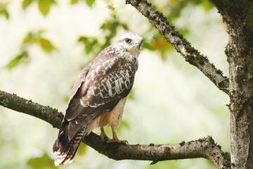 young buzzard on a branch in front of a blurred bright background looks critically over the shoulder in cologne melaten