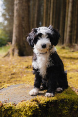 Tibetan Terrier puppy sitting on tree stump in woodlands