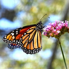 monarch butterfly on purple flower