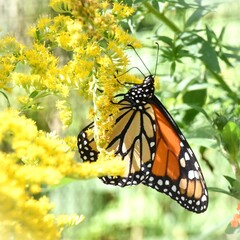 monarch butterfly on  yellow flower