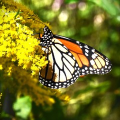 monarch butterfly on yellow flower