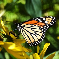 Monarch butterfly on a flower