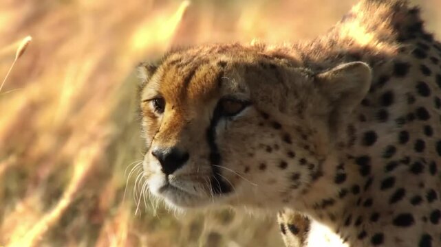 Extreme Close Up Slow Motion of Cheetah in Stealth Mode 4K