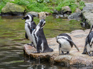 Pingwiny w ZOO © EwaAF