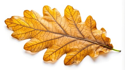 Fototapeta premium Golden oak leaf with textured surface and visible veins, isolated