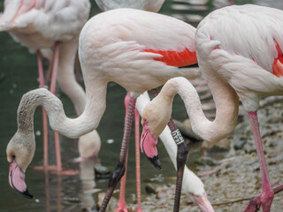 Flamingi w ZOO