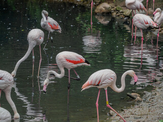 Flamingi w ZOO © EwaAF