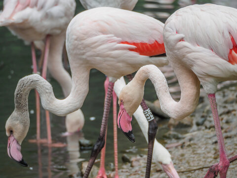 Flamingi w ZOO