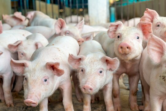 Fotos de porcos na faenda