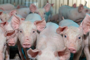 Fotos de porcos na faenda