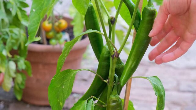 Growing hot peppers. Garden in pots in the yard