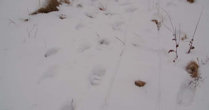 beautiful clean snow white fresh with dry reeds and mysterious human footprints on it. real Ukrainian snowy cold winter. children's footprints on untouched snow that has just fallen. Winter fairytail
