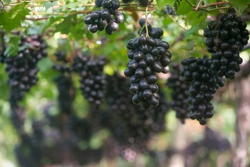 Fotos de uvas no pomar
