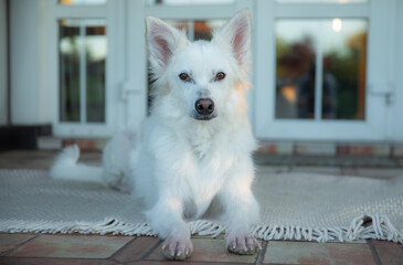 Cute dog with pointy ears lies on a tiled patio, looking directly at the camera with a friendly expression. The scene is warmly lit, with sunlight softly illuminating the dog and the surrounding area