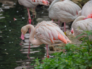 Flaming w wodzie © EwaAF