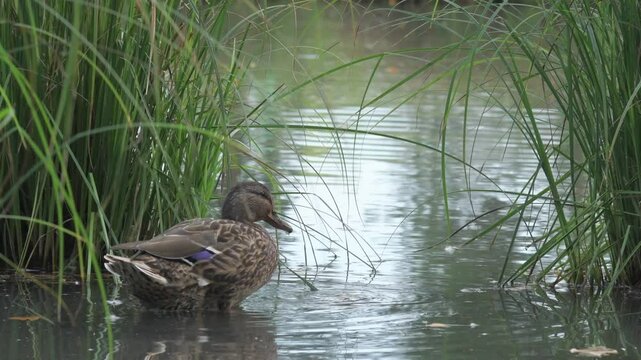 wild mallard duck femail  ( anas platyrhynchos) swimming in beautiful pond at autumn. close up
