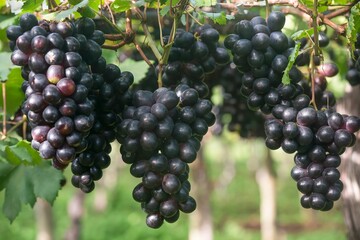 Fotos de uvas no pomar
