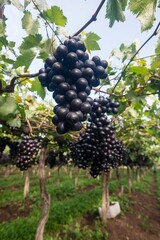 Fotos de uva no pomar