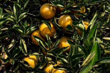 Fotos de laranja no pomar da fazenda