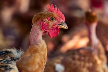 Fotos de galinhas poedeiras na granja