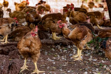 Fotos de galinhas poedeiras na granja