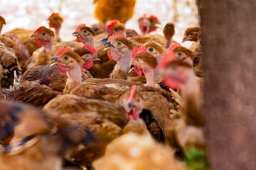 Fotos de galinhas poedeiras na granja