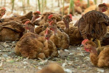 Fotos de galinhas poedeiras na granja