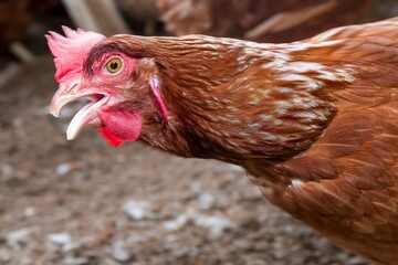 Fotos de galinhas poedeiras na granja