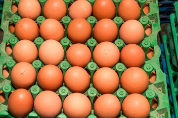 Fotos de ovos caipiras na granja