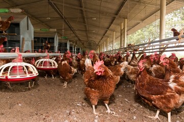 Fotos de galinhas poedeiras na granja