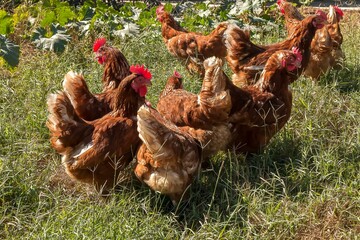 Fotos de galinhas poedeiras na granja