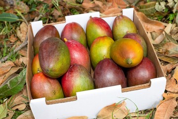 Fotos de Manga diretamente da fazenda