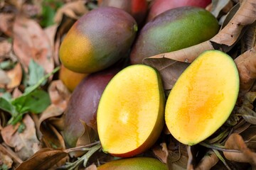 Fotos de Manga diretamente da fazenda