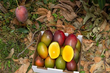 Fotos de Manga diretamente da fazenda