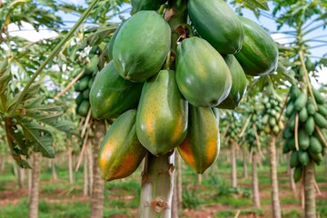Fotos de mamão direto da fazenda