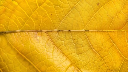 A close-up view reveals the delicate veins and rich texture of a yellow leaf, highlighting the intricate patterns found in nature during the autumn season