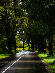wet asphalt road with markings, turn, trees along the road