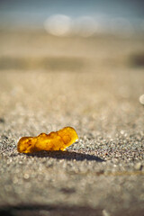 a large piece of amber on a sandy beach at sea