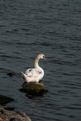 white swan swims in the sea