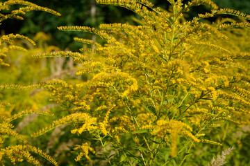 Fototapeta premium beautiful image of a goldenrod flower (solidago) in bloom