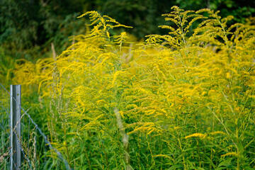 group of  goldenrod flowers (solidago) in bloom