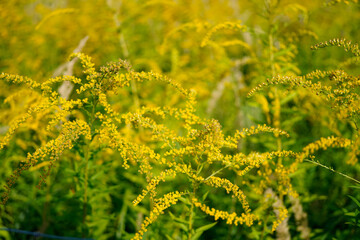 closeup image of a goldenrod flower (solidago) in bloom