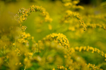 closeup image of a goldenrod flower (solidago) in bloom