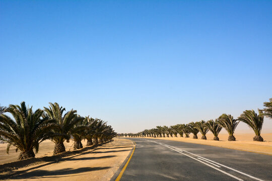 A long asphalt road in perspective with rows of palm trees on either side under a clear blue sky
