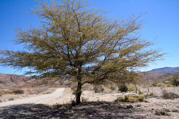 In a desert area, a dirt road runs near a large sprawling tree under a blue sky