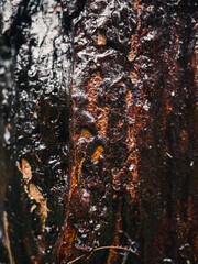 Tree trunk covered in sap