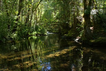 The Falls Creek Fall, with water flowing through a lush woodland area, with tree branches and other foliage reflecting in the still water. 